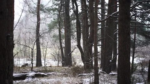 Winter landscape showcasing a serene forest blanketed in fresh snow Stock Footage 295535207