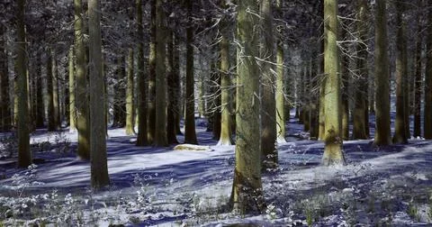 Winter landscape showcasing tall pine trees and snow covered forest floor Illustration