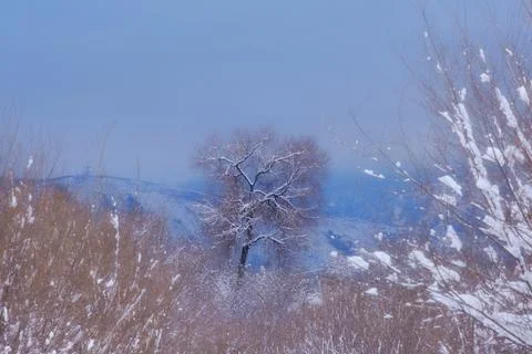 Winter landscape with a single tree covered with snow, against a background.. Stock Photos