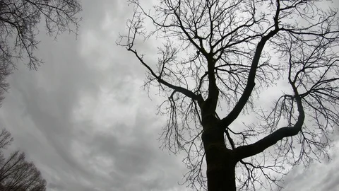 Winter landscape, sky time lapse with trees Video stock 101401452