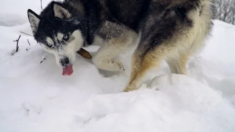 Winter landscape with slow motion husky Stock Footage 73131435