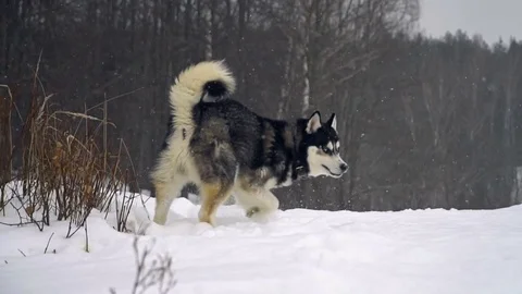 Winter landscape with slow motion husky Stock Footage 73131629