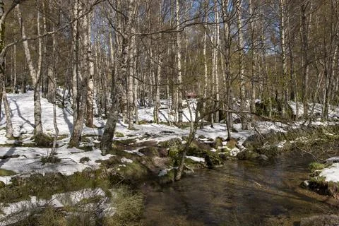 Winter landscape with a small river in the forest. Serra da Estrela, Portugal Stock Photos