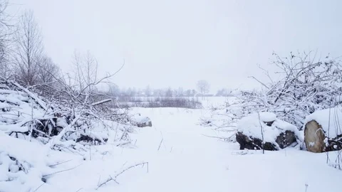 Winter landscape with snow and cut off pieces of tree Stock Footage 71600420