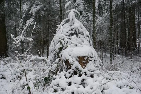 Winter landscape with snow and trees Stock Photos