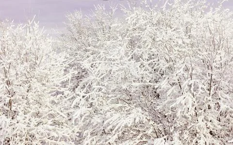 Winter Landscape with Snow and Trees, tree branches in the snow, winter fairy Stock Photos