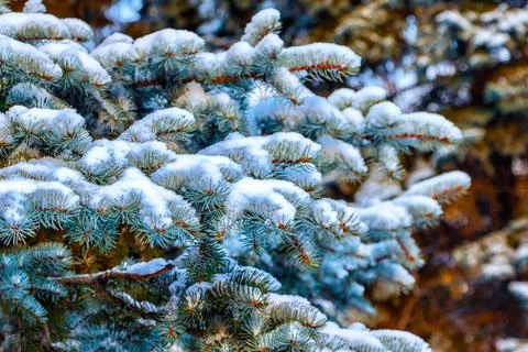 Winter landscape, snow-covered branches of coniferous tree close-up. Stock Photos