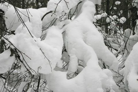 Winter landscape. Snow-covered branches of a tree in the forest. Stock Photos