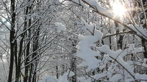 Winter landscape - snow-covered forest. Video stock 67585351