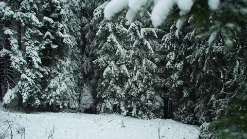 Winter landscape in snow-covered forest park Stock Footage Stock Footage 84076460