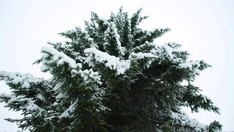 Winter landscape in snow-covered forest park Stock Footage Stock Footage 84076528