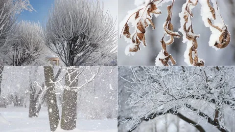 Winter landscape - snow-covered forest. Stock Footage 86306037
