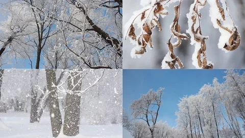 Winter landscape - snow-covered forest . Stock Footage 86964458
