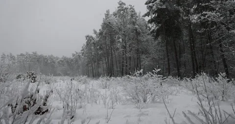 Winter landscape, snow-covered forest and clearing, 4K slomo Stock Footage 168906344