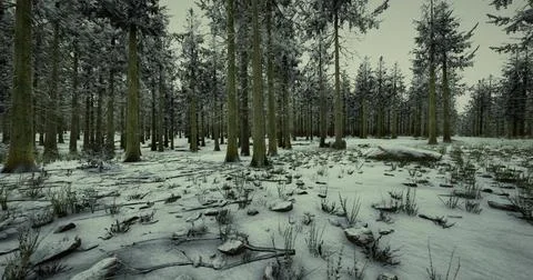 Winter landscape in a snow covered forest with tall trees and rocky terrain Stock-Illustration