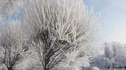 Winter landscape - a snow-covered park with beautiful trees. Stock Footage 86201774