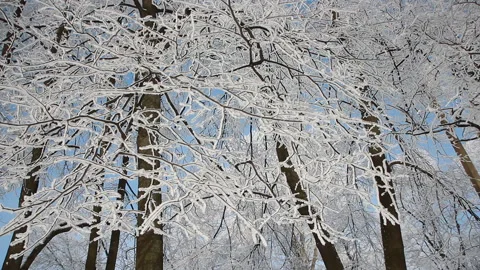 Winter landscape - a snow-covered park with beautiful trees. Stock Footage 89621793