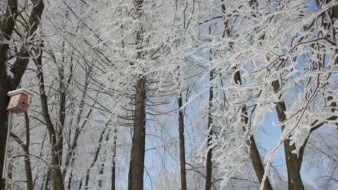 Winter landscape - a snow-covered park with beautiful trees. Stock Footage 89622726