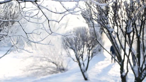 Winter landscape - a snow-covered park with beautiful trees. Stockbeeldmateriaal 149400628