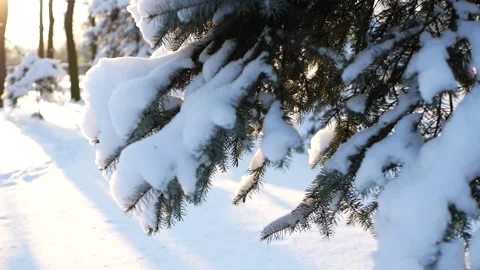 Winter landscape - a snow-covered park with beautiful trees. Video stock 149962048