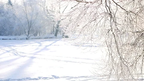 Winter landscape - a snow-covered park with beautiful trees. Stockbeeldmateriaal 150437800