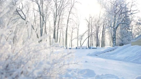 Winter landscape - a snow-covered park with beautiful trees. Stockbeeldmateriaal 150437836