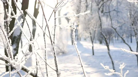 Winter landscape - a snow-covered park with beautiful trees. Stock Footage 150437935