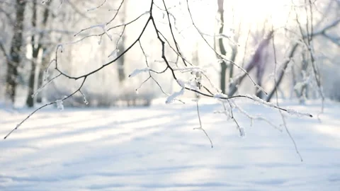 Winter landscape - a snow-covered park with beautiful trees. Stock Footage 150438011