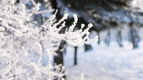 Winter landscape - a snow-covered park with beautiful trees. Video stock 150438044