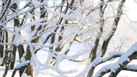 Winter landscape - a snow-covered park with beautiful trees. Stock Footage 150438199