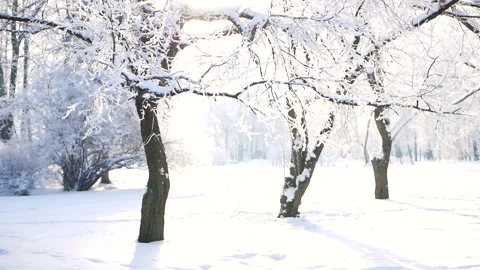 Winter landscape - a snow-covered park with beautiful trees. Stockbeeldmateriaal 150438226