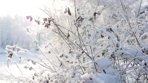 Winter landscape - a snow-covered park with beautiful trees. Video stock 150438299