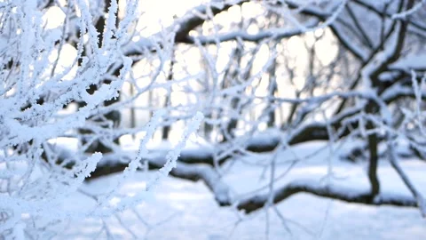 Winter landscape - a snow-covered park with beautiful trees. Video stock 150438341