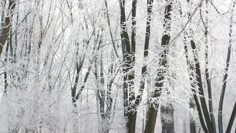 Winter landscape - a snow-covered park with beautiful trees. Stock-Footage 165744549