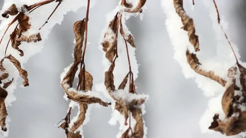 Winter landscape - a snow-covered park with beautiful trees. Stock Footage 165744862
