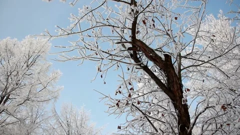 Winter landscape - a snow-covered park with beautiful trees. Stock Footage 165745459