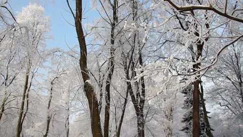 Winter landscape - a snow-covered park with beautiful trees. Stock-Footage 165745844