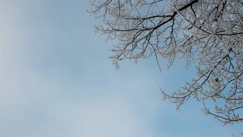 Winter landscape - a snow-covered park with beautiful trees. Stock Footage 165746487