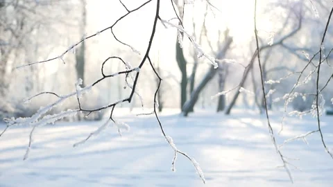 Winter landscape - a snow-covered park with beautiful trees. Video stock 166779822