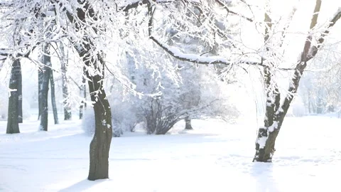 Winter landscape - a snow-covered park with beautiful trees. Stock-Footage 166779997