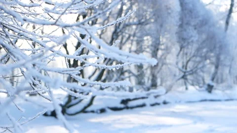 Winter landscape - a snow-covered park with beautiful trees. Video stock 166780206
