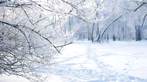 Winter landscape - a snow-covered park with beautiful trees Video stock 167257264