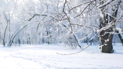 Winter landscape - a snow-covered park with beautiful trees Stockbeeldmateriaal 167257293