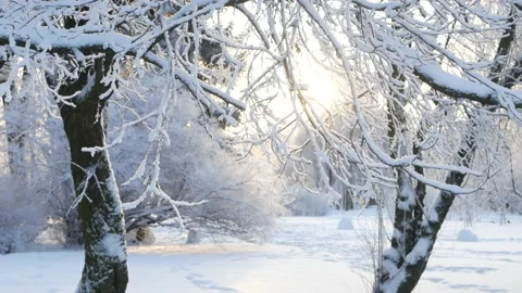 Winter landscape - a snow-covered park with beautiful trees. Stock Footage 168359769