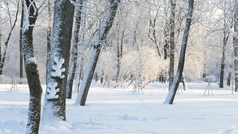 Winter landscape - a snow-covered park with beautiful trees. 스톡 동영상 168359882