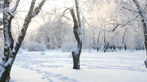 Winter landscape - a snow-covered park with beautiful trees. Stock-Footage 168528559