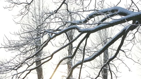 Winter landscape - a snow-covered park with beautiful trees. Video stock 168528734