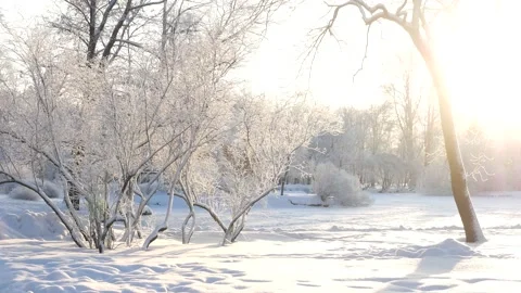 Winter landscape - a snow-covered park with beautiful trees. Stock-Footage 168529118