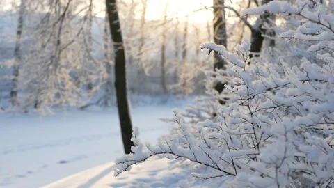 Winter landscape - a snow-covered park with beautiful trees. Stock Footage 168530157
