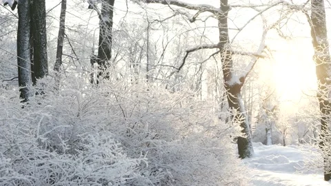 Winter landscape - a snow-covered park with beautiful trees. Stock Footage 168530249